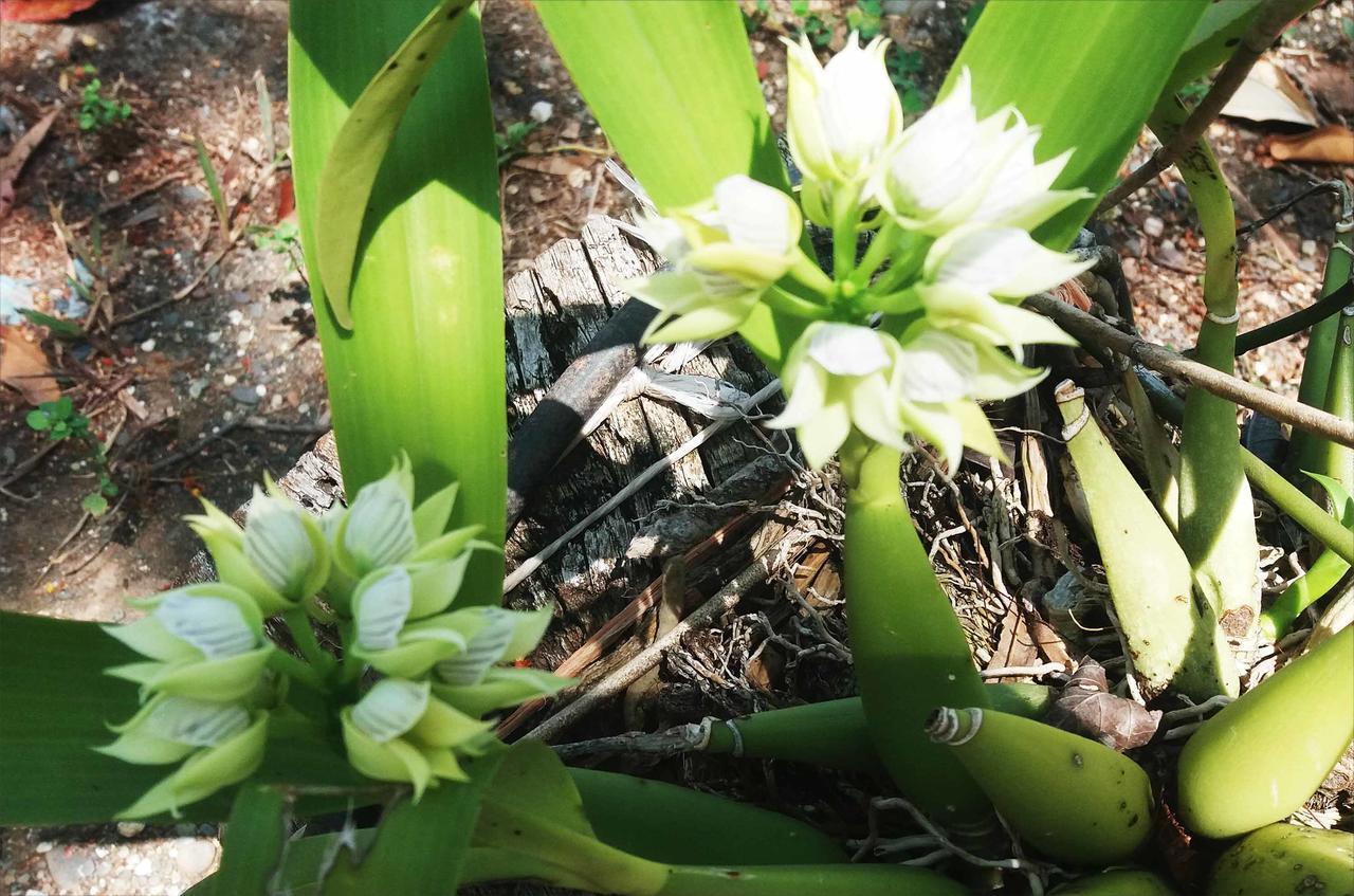 Punta Duarte Garden Inn Los Duarte Dış mekan fotoğraf